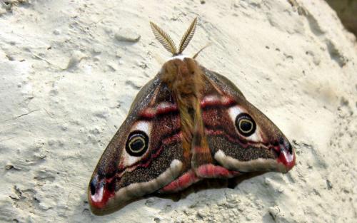 Saturnia pavonia